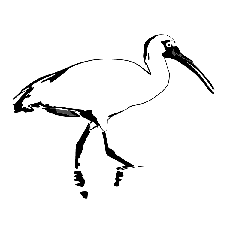 Ibis